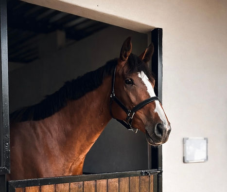 Stables and Horses