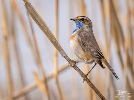 Das Blaukehlchen an der Wollschweininsel in Kreuzlingen (CH)