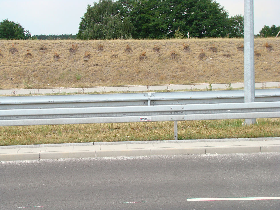 ZIELEŃ MIEJSKA KONIN