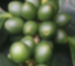 coffee-arabica