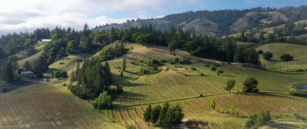 The Role of Terroir: Why Location Shapes the Taste of Your Wine