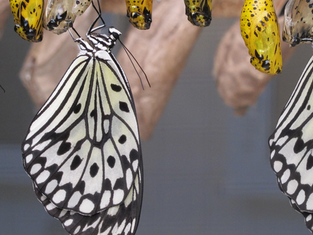 Butterflies - 3 Lessons to be learnt from the cocoon