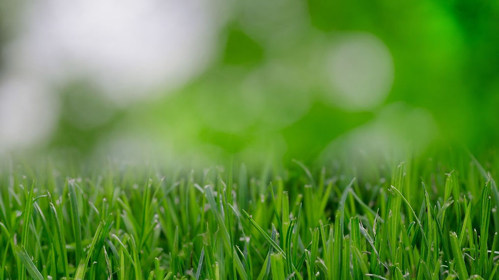 How to Choose the Right Landscaping Company in Melbourne, FL