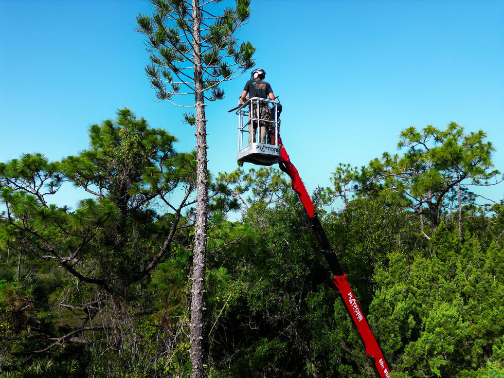 Sturgeons Lawn & Tree Marketing