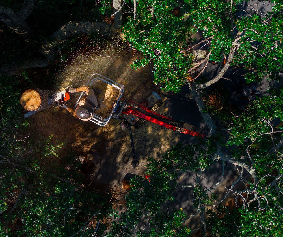 Tree Removal Services in Mebourne FL