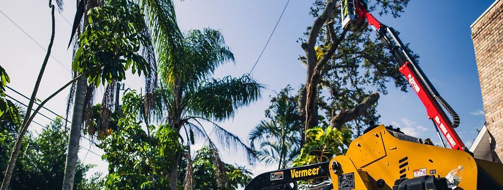 tree-removal-services-melbourne-fl