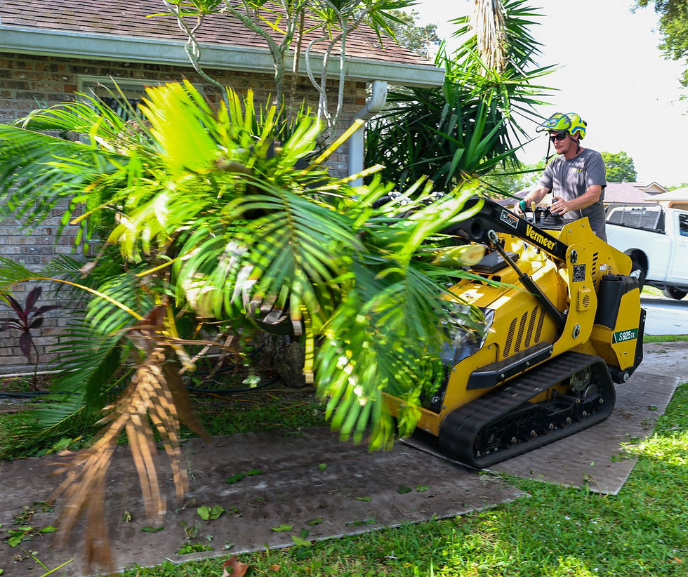 tree-cleanup-melbourne-fl