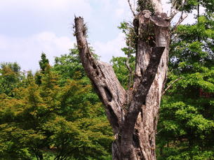 🌳 The Hidden Dangers of Dead Trees (Most Homeowners Miss These)