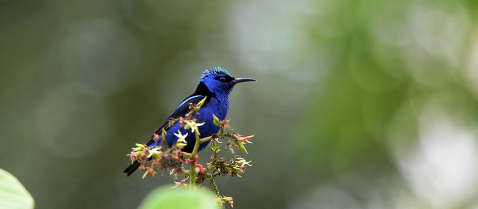 Red-legged Honeycreeper posing for a picture