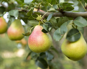 Pears.jpeg