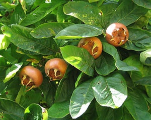 Medlar-pomes-and-leaves-photo-by-Andrew-Dunn-via-CC-Attribution-License.jpeg