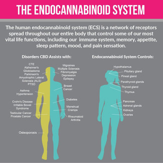 What is the difference between CBD & Marijuana?