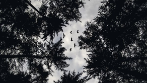 Migrar é viver: a importância da saúde mental na jornada de pessoas migrantes