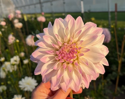 Montana Dahlia Tuber Sale
