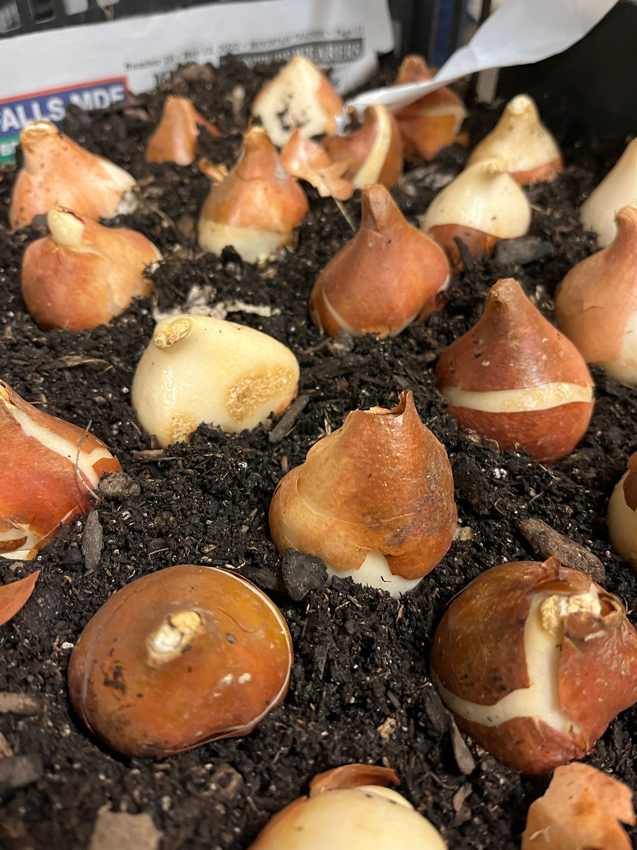 close up on tulips bulbs
