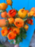 Orange ranunculus