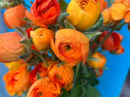 Grow Ranunculus from Corms