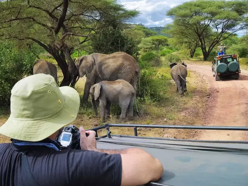 Turista español baja del vehículo para fotografiar elefantes y muere aplastado en Sudáfrica 