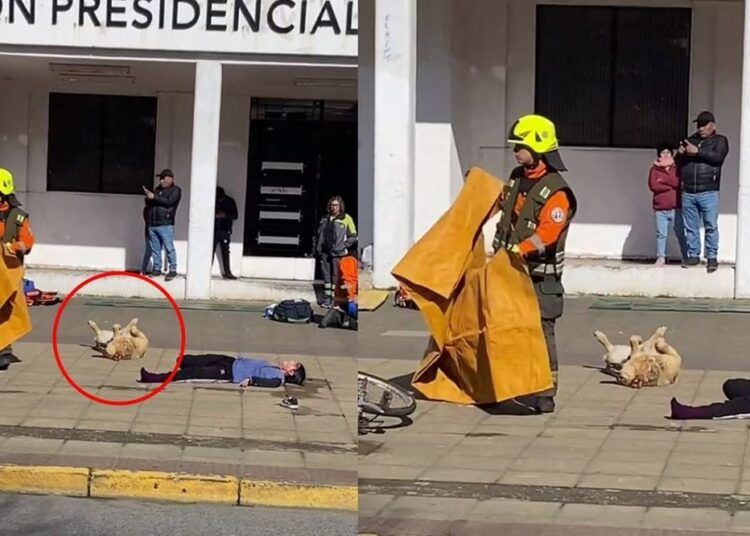 Perrito vio a la gente hacerse el muerto durante simulacro y los imita