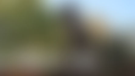 Tiranosaurio Rex, Museo La Rodadora