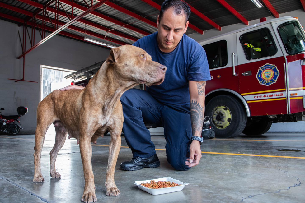 Bomberos rescatan a una perrita y sus cachorros en la Panamericana