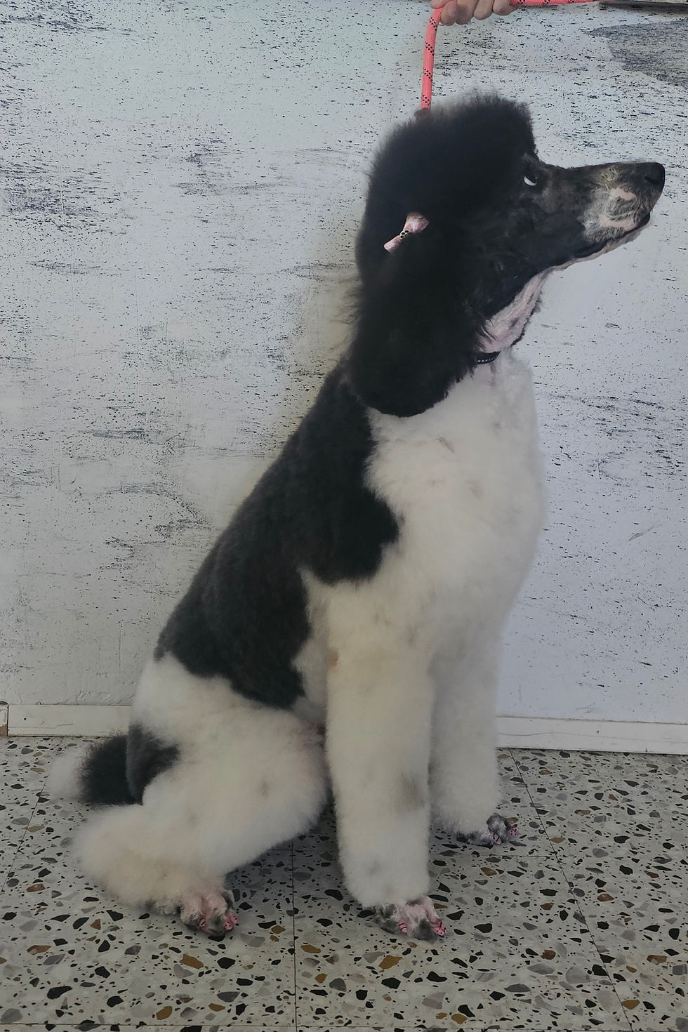 20250411_165457_edited