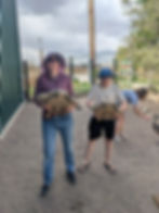 Amy and Gabriel transport tortoises from their day pen to their night enclosure. Time for bed.