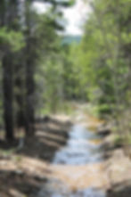 A beautiful Colorado mountain stream. Photo by Amy Giaquinto