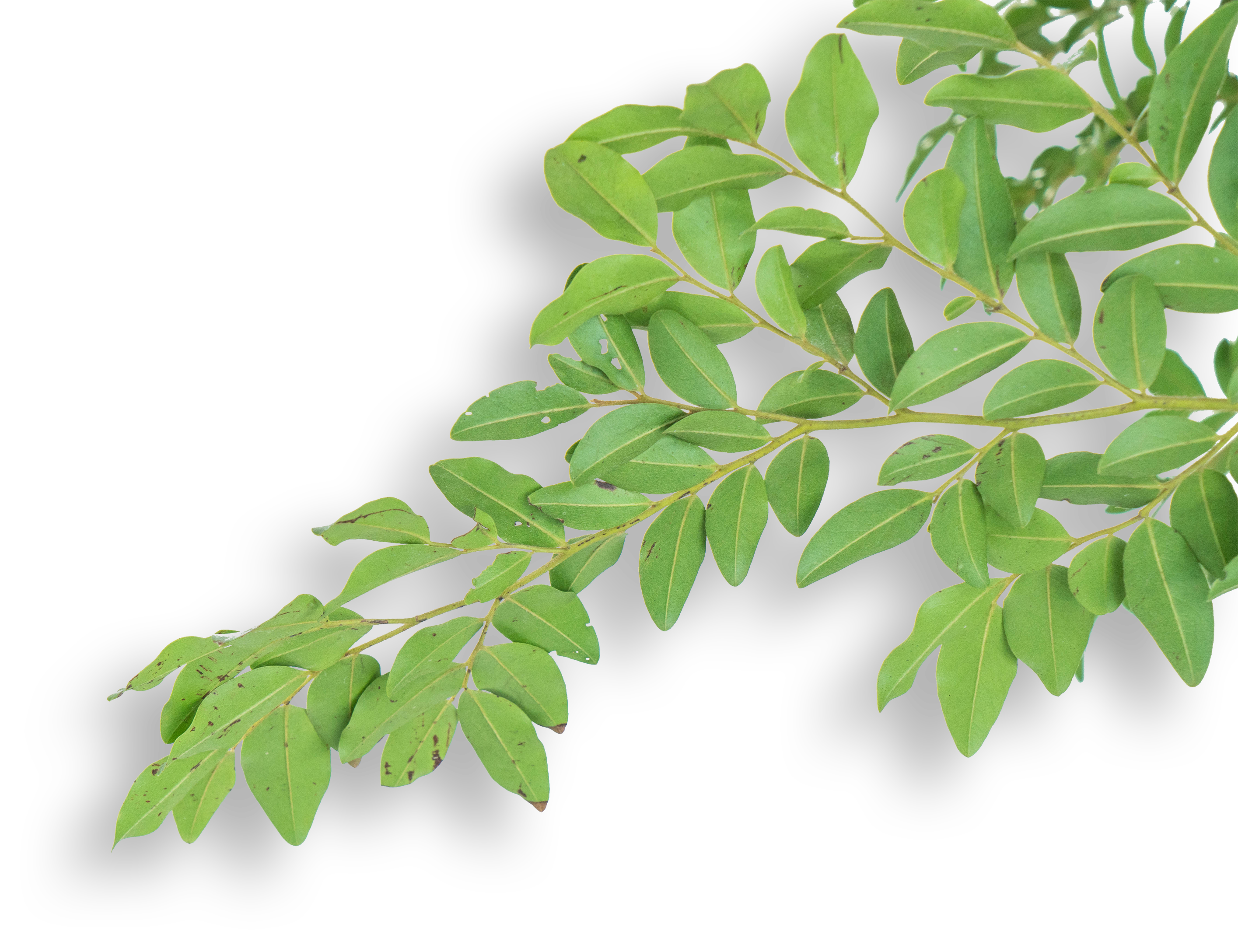 Folha 06 Arvoredo.png