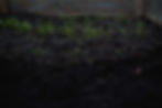 HealthySoil_edited.jpg