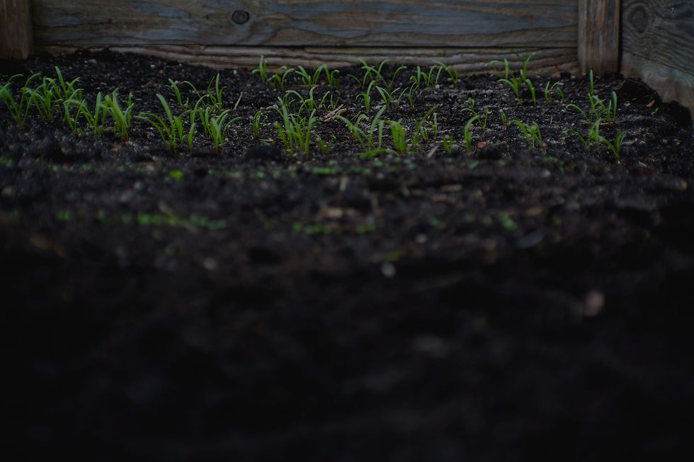 HealthySoil_edited.jpg