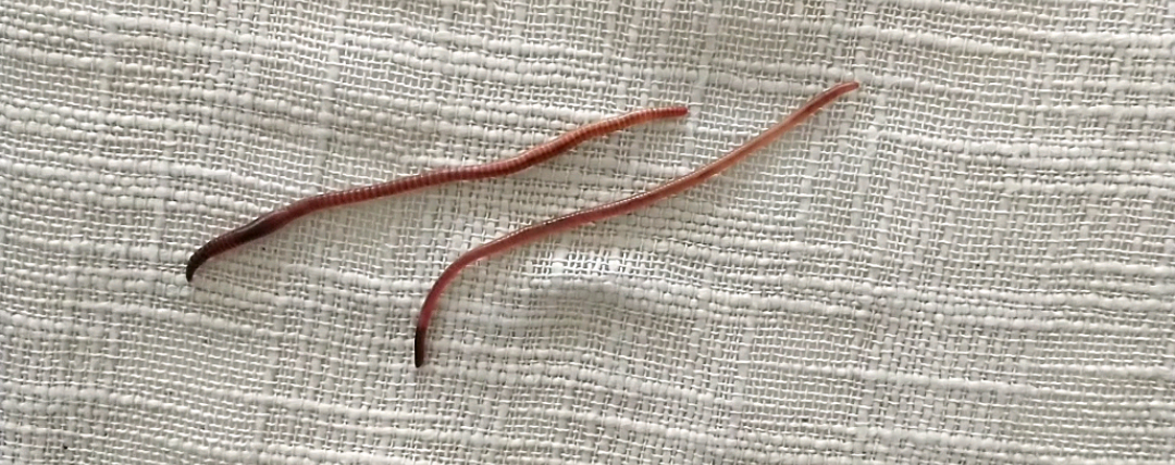Composting Worm Species Comparison content media