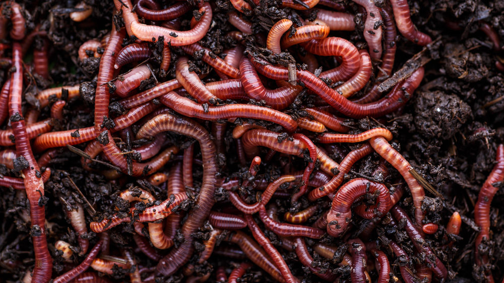 What is / Worm Composting? Utah BioAgriculture