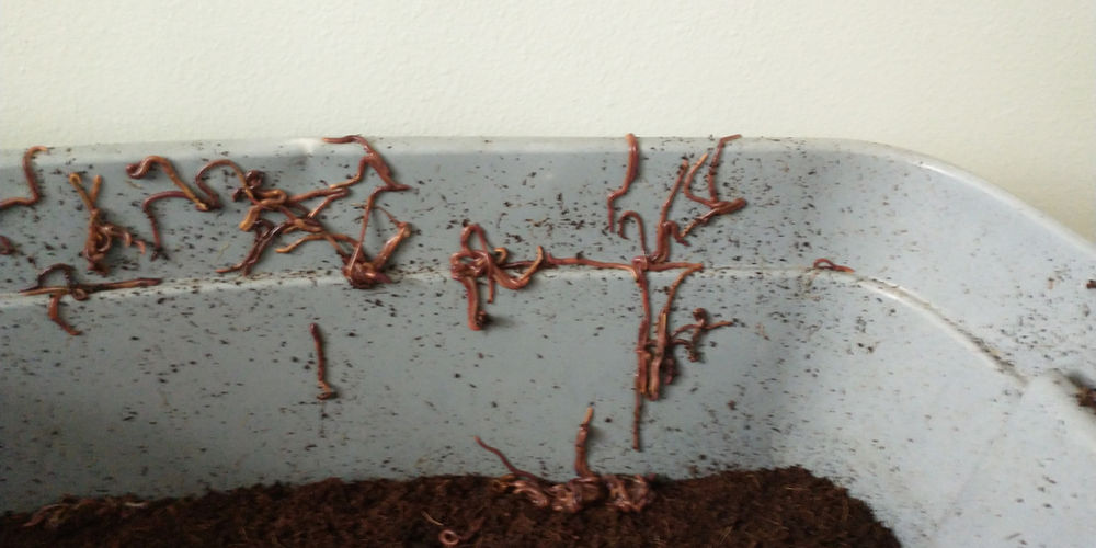 How To Stop Worms From Escaping My Bin Utah BioAgriculture