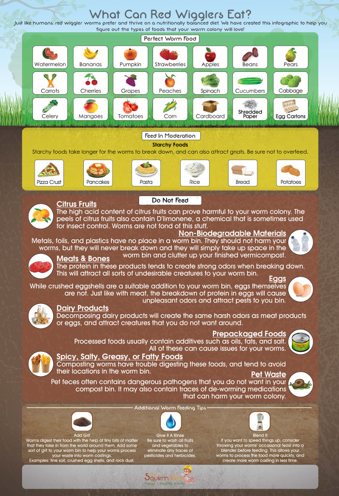 What Can Red Wigglers eat?