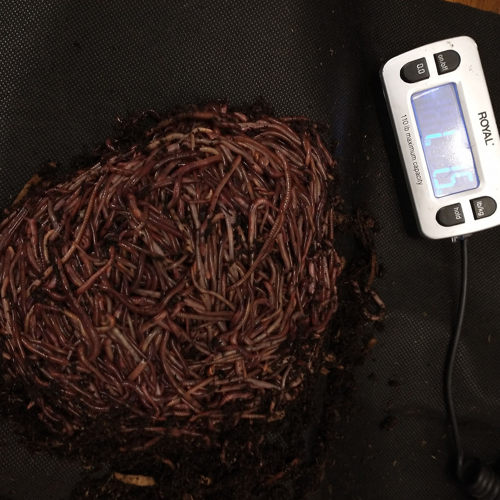 1 Pound Composting Worms