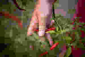 these super hot "lady finger" chilies are key to the Fijian flavor