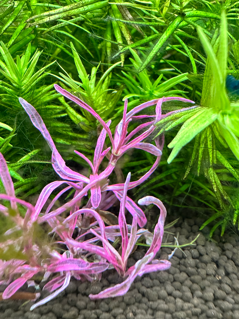 Thumbnail: Hygrophila lancea chai invitro