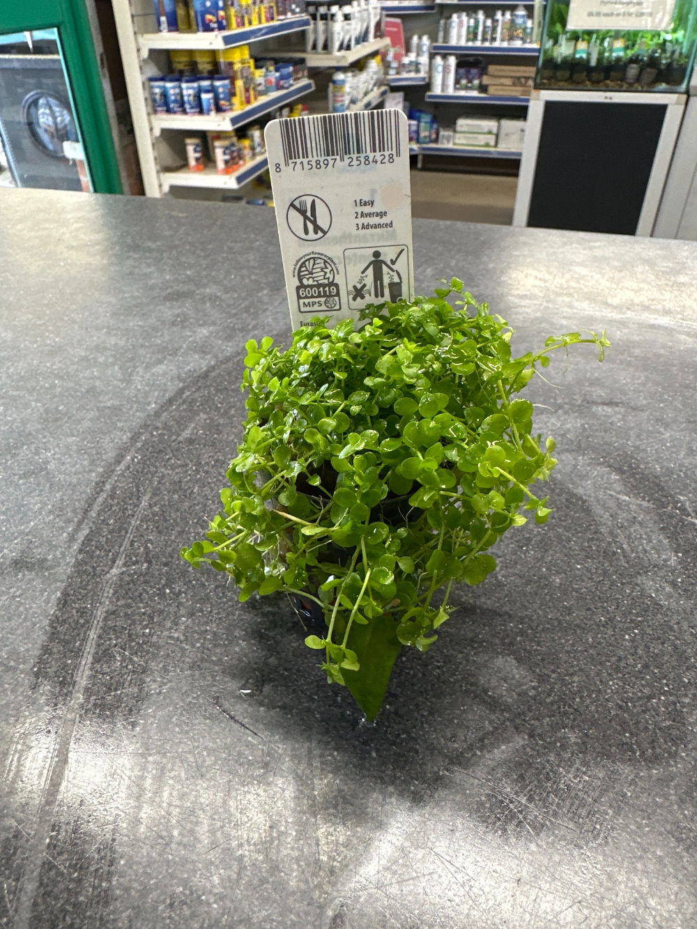 Potted carpeting plant