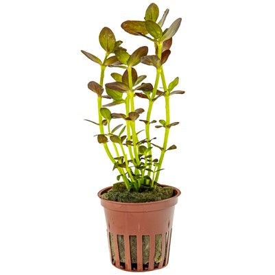 bacopa salzmannii purple potted
