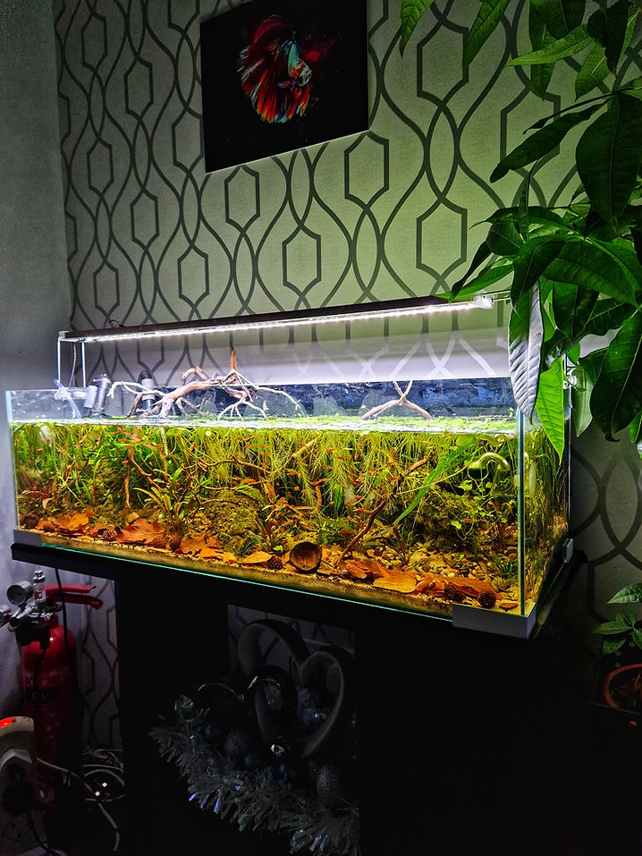 Aquarium plants uk