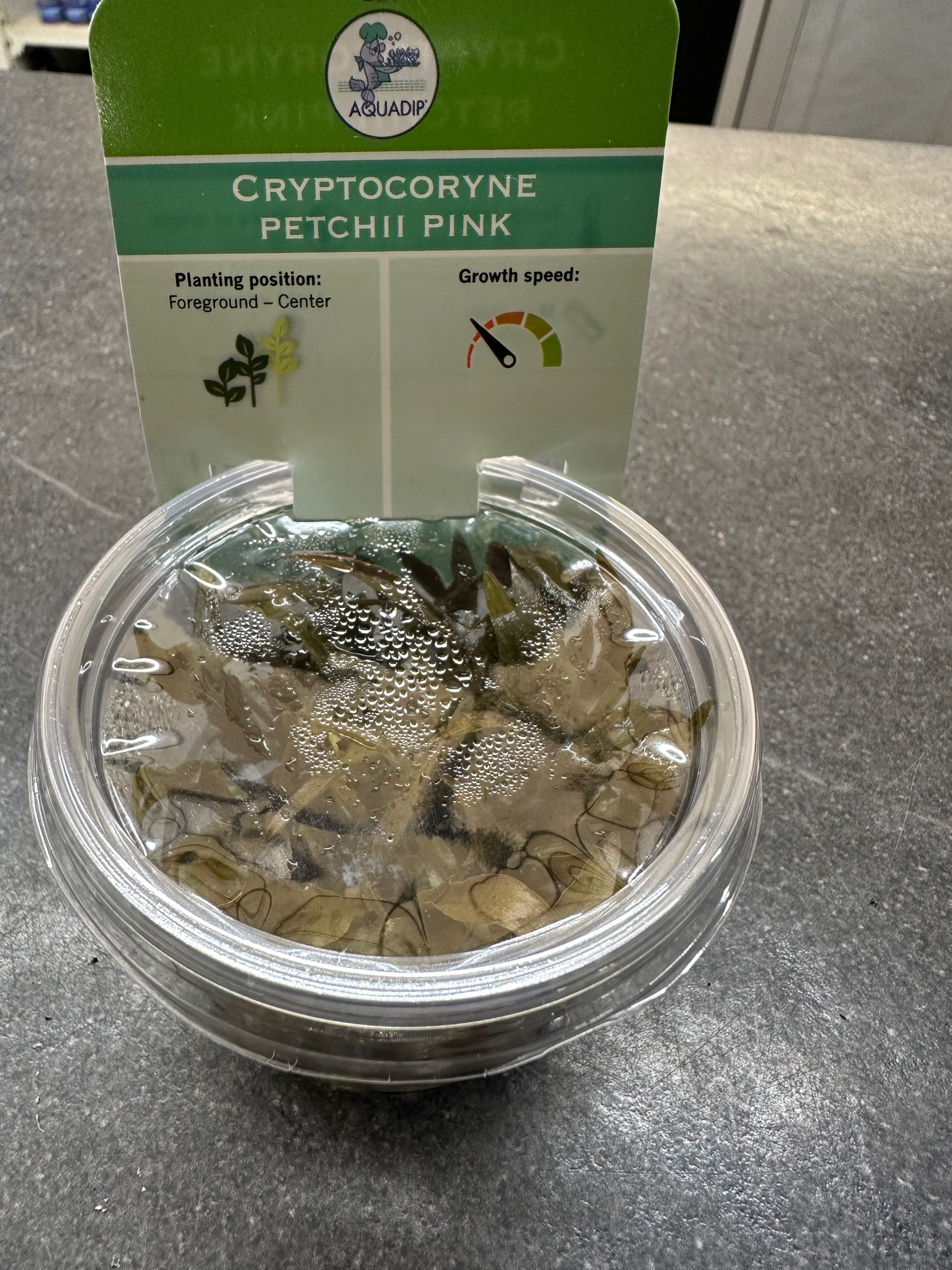 Cryptocoryne Petchii