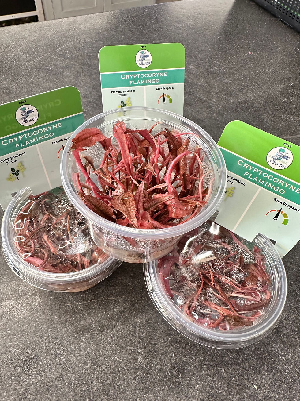 Thumbnail: Pink Cryptocoryne