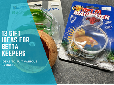 🎁 Gift Ideas for Betta Keepers: Perfect Presents for Fish Lovers