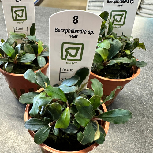 Bucephalandra sp. Red (Tropica) Potted Plant | Byrkley Aquatics