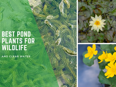 Best Pond Plants for Wildlife and Clear Water