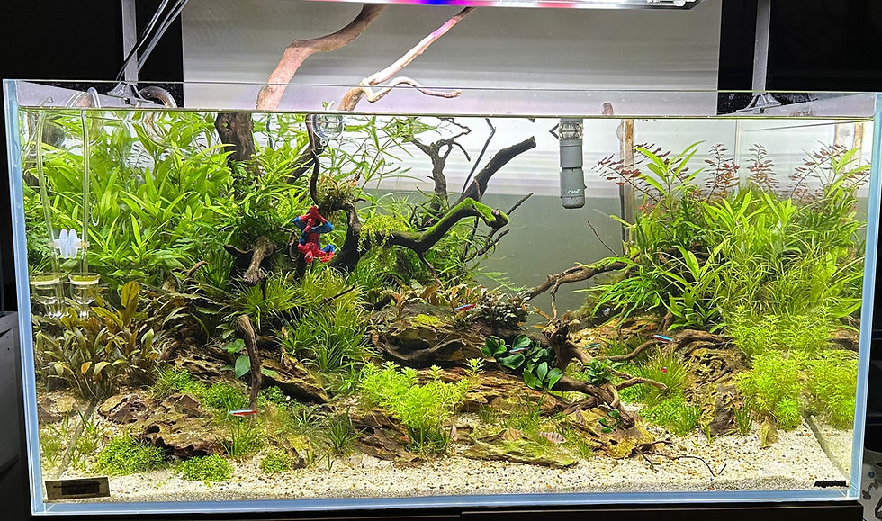 Aquascaping Demonstrations