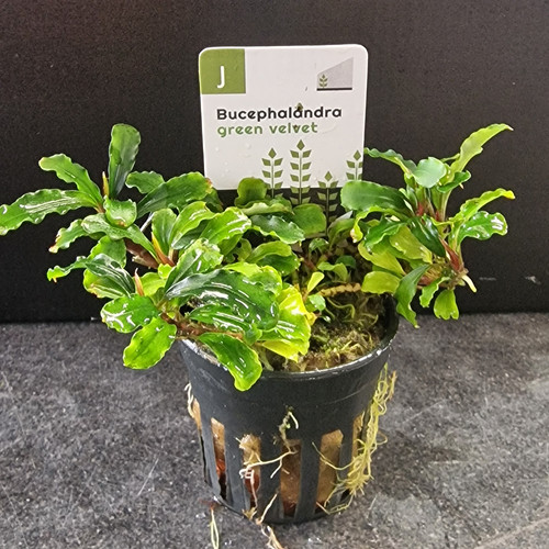Bucephalandra Green Velvet Potted | Byrkley Aquatics