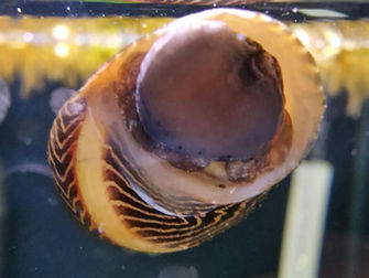 Red Racer Snail