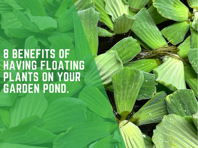 8 Benefits of having floating plants on your garden pond.